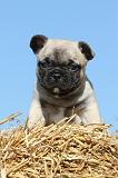 BOULEDOGUE FRANCAIS 477
